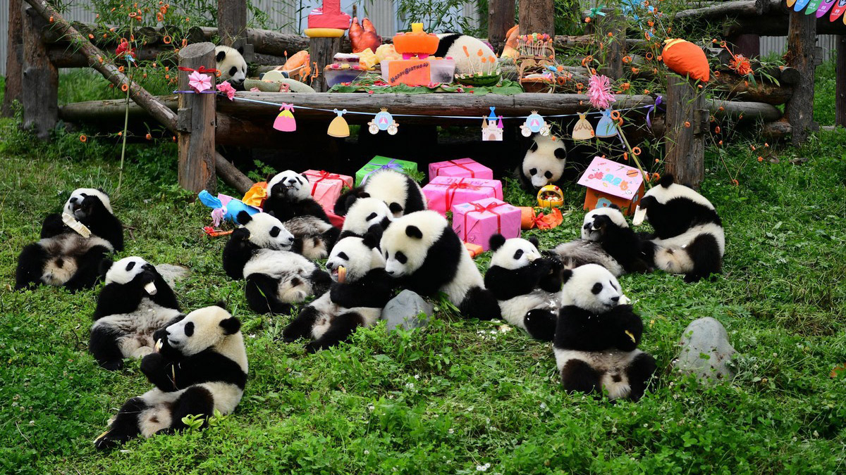 Công viên Gấu Trúc Trùng Khánh