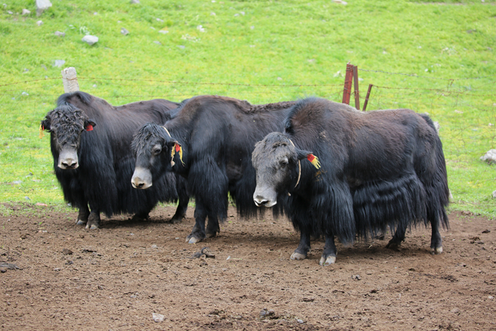 Bò Yak