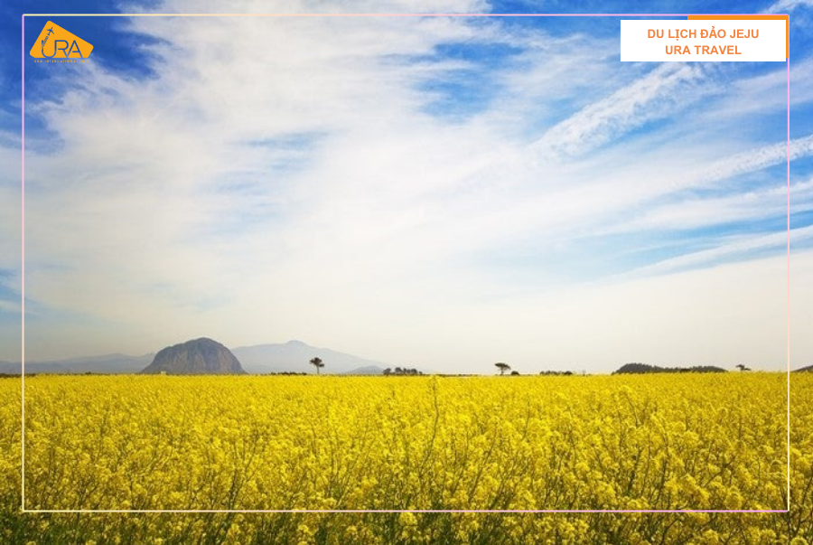 Du lịch Đảo Jeju mùa nào đẹp Du lịch Đảo Jeju mùa nào đẹp - Mùa xuân đảo Jeju