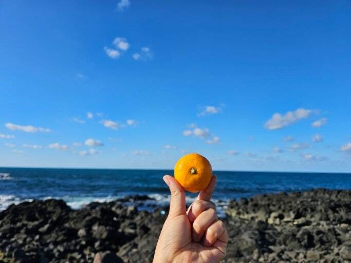 Quýt đảo jeju